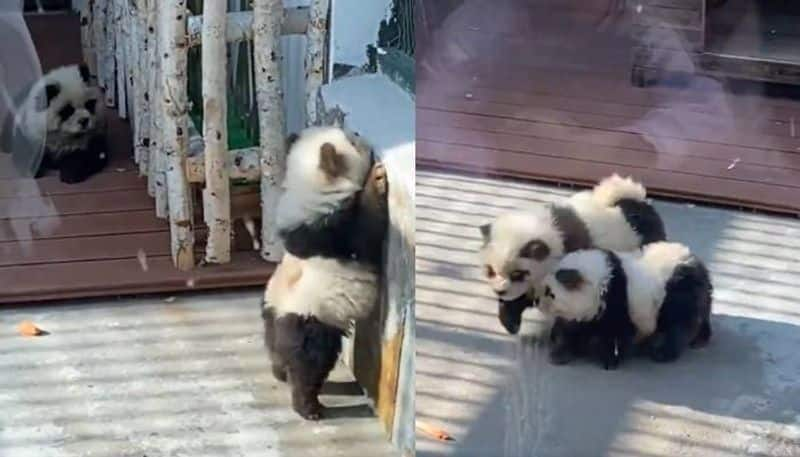 Chinese zoo painted dogs black and white like pandas and put on display