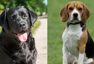 Labrador to Beagle: 5 Best therapy dog breeds in India RTM