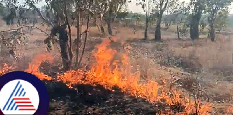 Yadgir news miscreants set fire to kalebelagundi forest area at gurumitkal rav