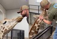 This video of a giraffe interacting with the vet has captured a million hearts online [watch]