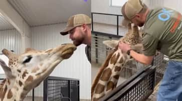 This video of a giraffe interacting with the vet has captured a million hearts online [watch]