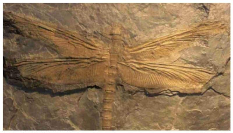 Meganeura giant dragonfly who disappeared when the amount of oxygen in  atmosphere dropped