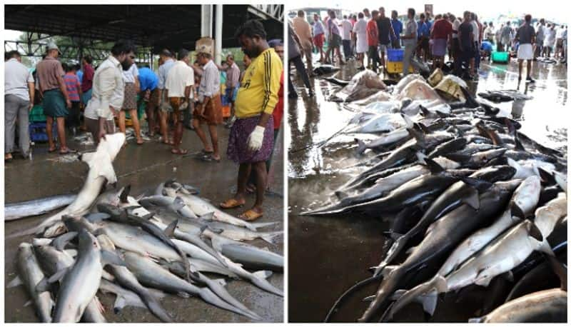 Indian and Oman to join hands for the research about sharks in arabian sea CMFRI to lead from India 