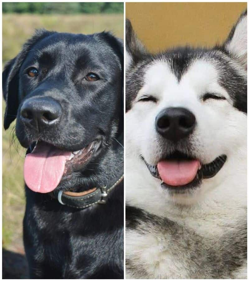 Labrador to Huskey: 7 Most naughtiest dog breeds in India RTM 