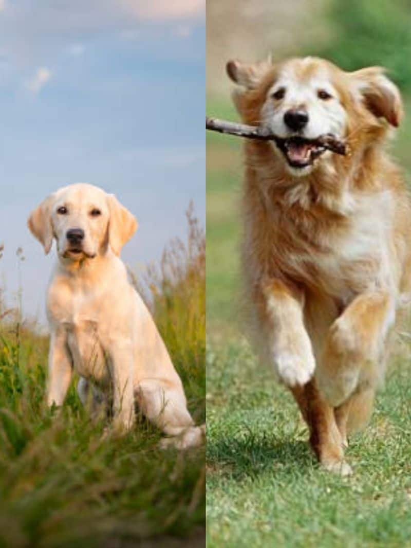  Labrador to Golden Retriever: 7 Best Dog Breeds for Indian Families NTI