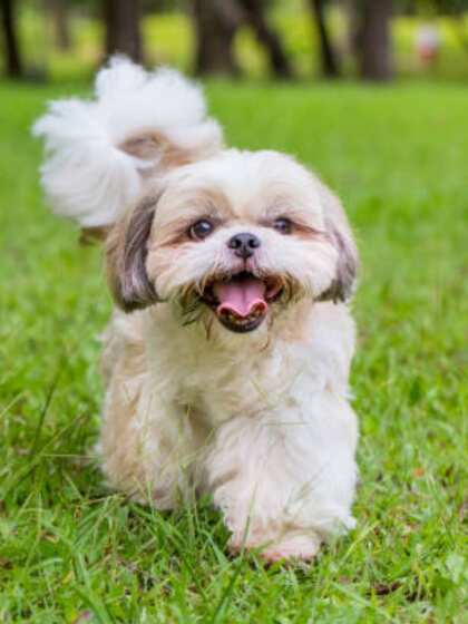 Shih Tzu