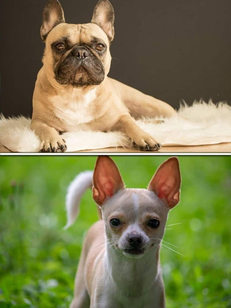 French Bulldog to Chihuahua-7 dog breeds that can fly in cabin RBA EAI