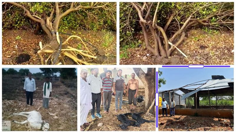 Late night stormy rain in Vijayapura Damaged lemon crop gvd