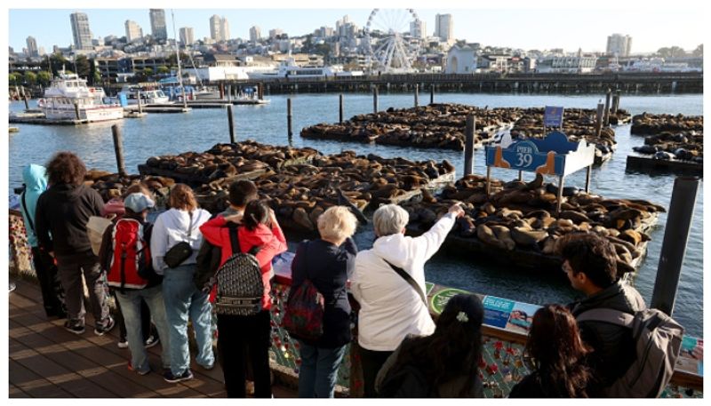 Sea Lions Gather at San Francisco s Pier 39