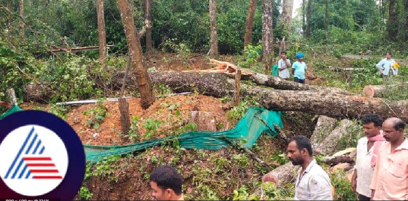 Karnataka rains heavy rains in chikkamagaluru district women dies after tree uproots rav