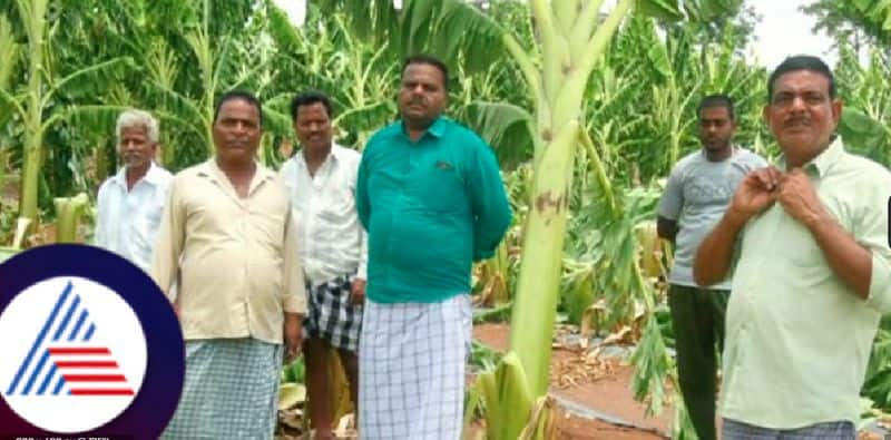 Karnataka Rains banana plantation destroyed by heavy rain at chamarajanagar rav