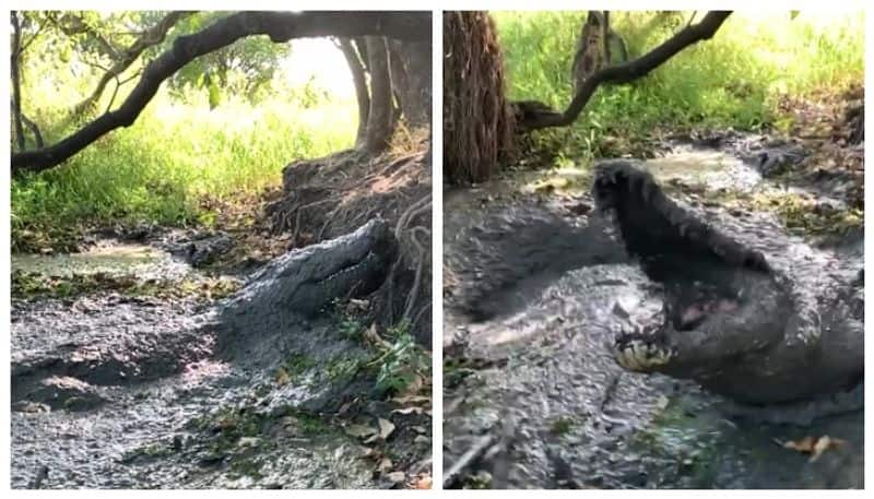 video of An unexpected attack by a crocodile while taking a video has gone viral 