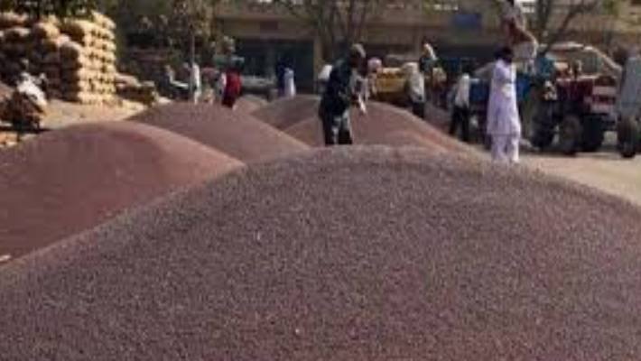 mustard from soil mustard from soil