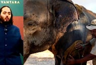  Anant Ambani's Vantara wins prestigious 'Prani Mitra' award for excellence in animal welfare SRI