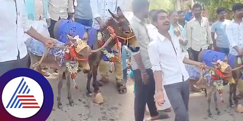 Wedding Of Donkeys For Rain In karnataka davangere village gow