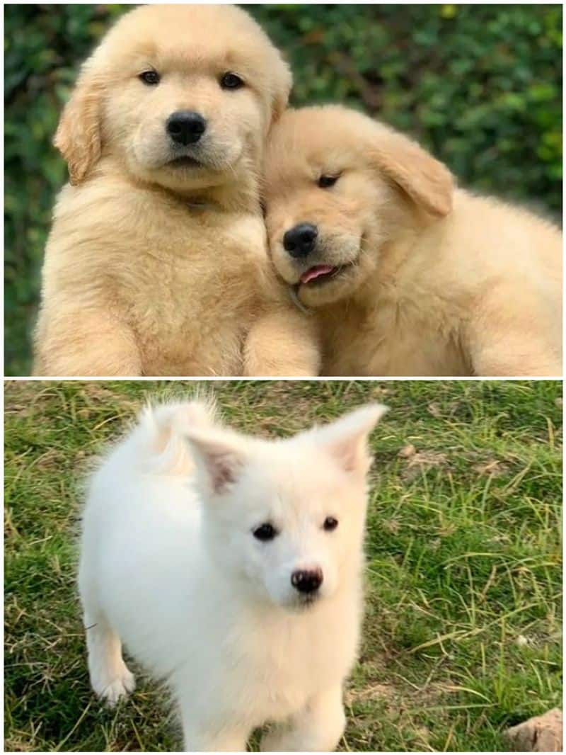 Indian Spitz  to Labrador: 7 Most cutest dog breeds in India RTM