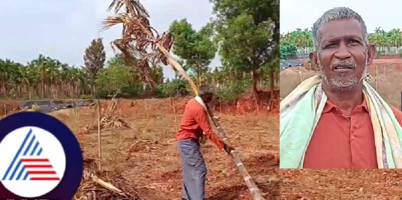 Karnataka drought farmer who destroyed his groundnut crop due to lack of rain at davanagere rav