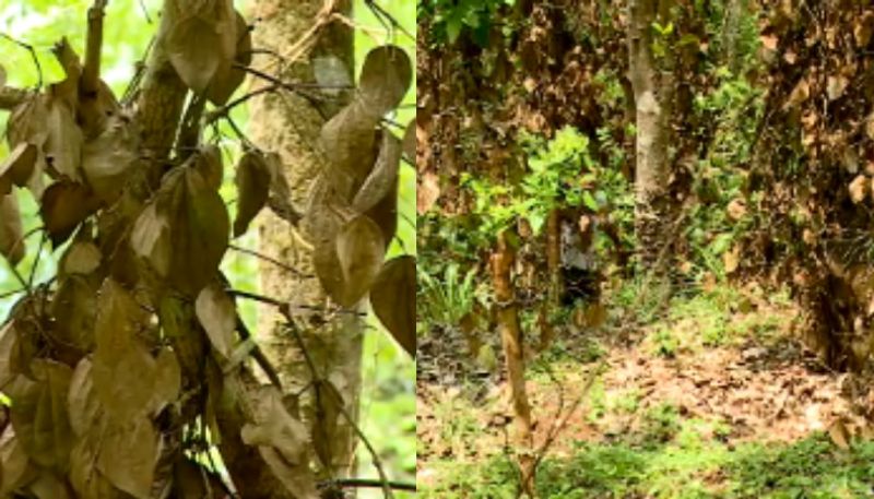 shortage in summer rain impacted very badly pepper farming and other farm area in wayanad 