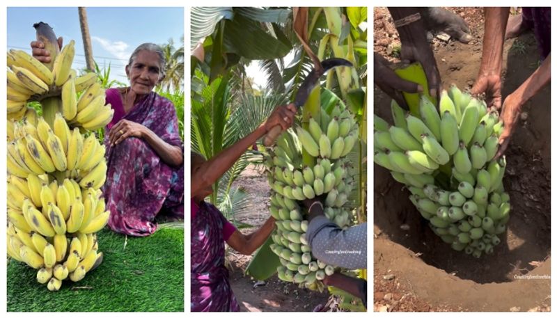 videos of traditional Indian method of ripening bananas has goes viral