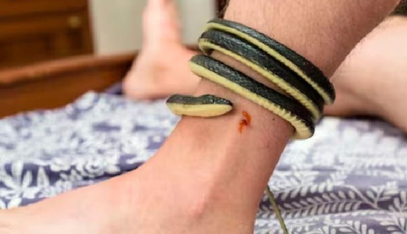 This Video Shows What Happens To Human Blood After Snakebite Vin