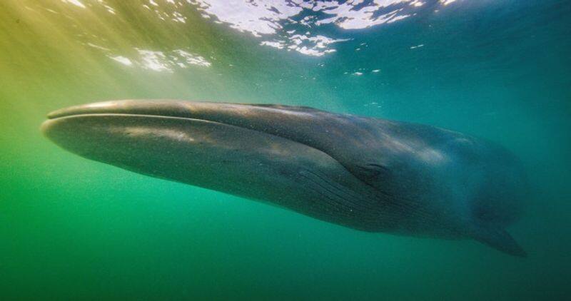 Majestic sei whales, weighing up to 28-45 metric tonnes, reappear in Argentine waters after a century (WATCH) snt