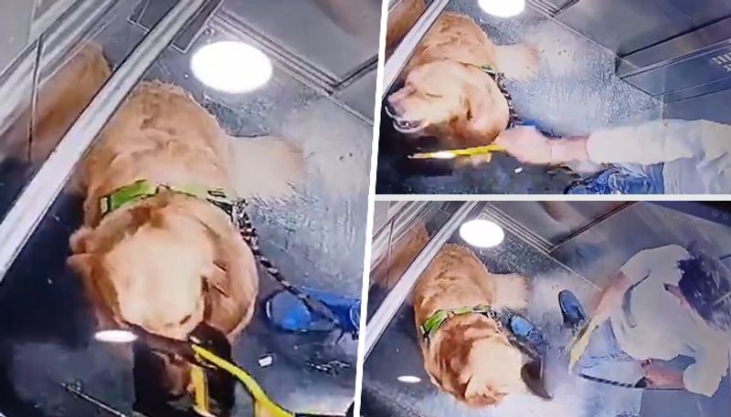 SHOCKING Dog-walker hits golden retriever inside Gurugram society lift, video goes viral (WATCH) gcw