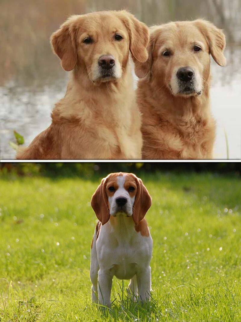 Golden Retriever to Beagle-7 Dog breeds that are a big time foodie RBA EAI