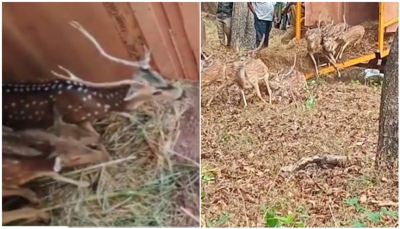 26 spotted deer from defunct VOC Park Zoo Coimbatore released into forest