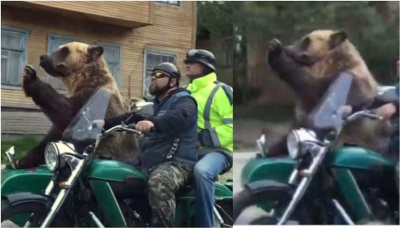 Viral Video: Russian Bear Captivates Internet with Motorcycle Ride [watch] NTI