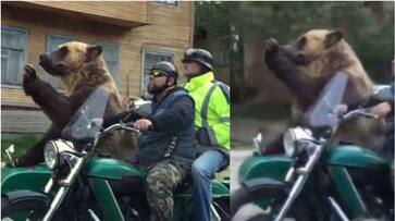 Viral Video: Russian Bear Captivates Internet with Motorcycle Ride [watch] NTI