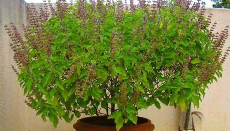 tulsi roots astrology remedy to get rid of debt in tamil mks