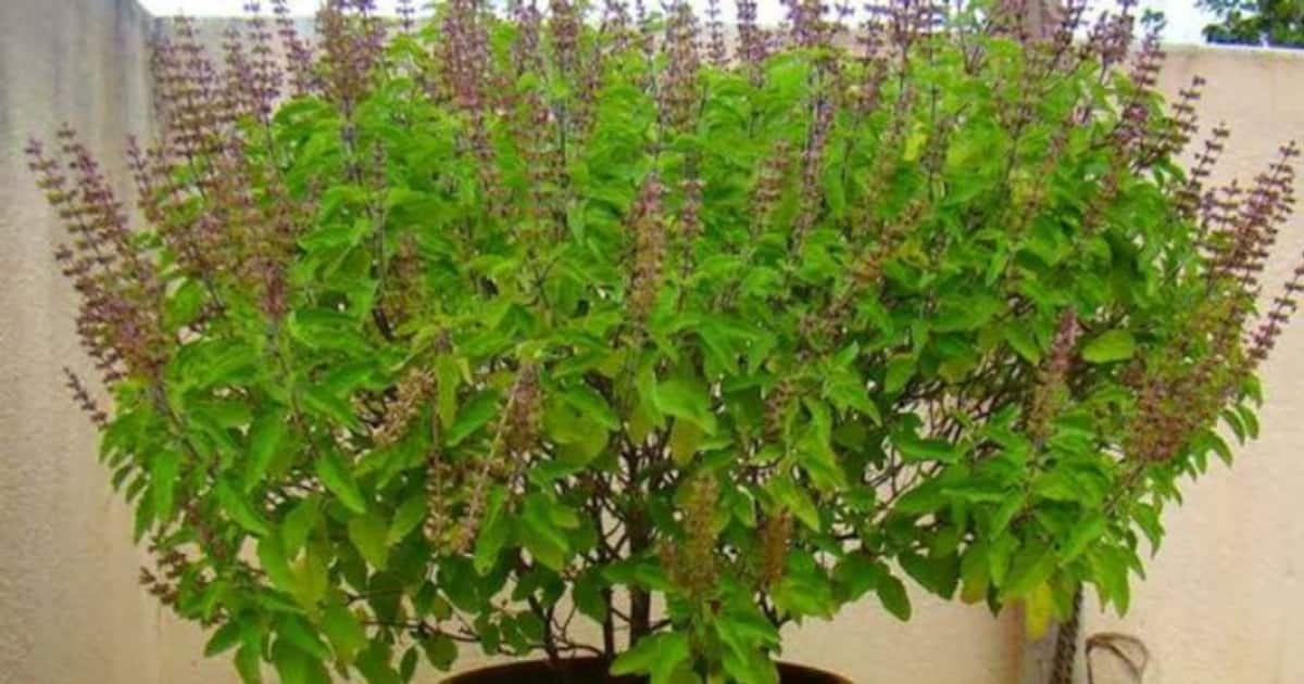 tulsi roots astrology remedy : தீராத கடன் தீர... பணம் சேர.. சக்தி ...