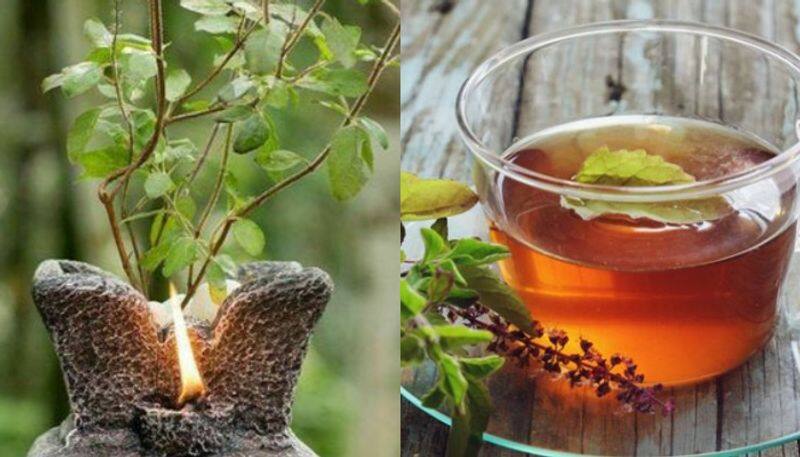 From immunity to mental clarity: Discover 5 benefits of having a Tulsi plant at home RTM EAI