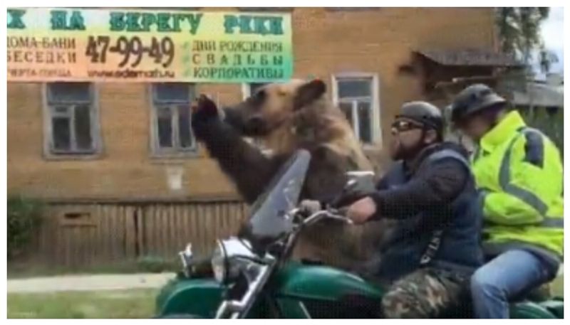 Video of a bear waving to pedestrians on a bike goes viral 