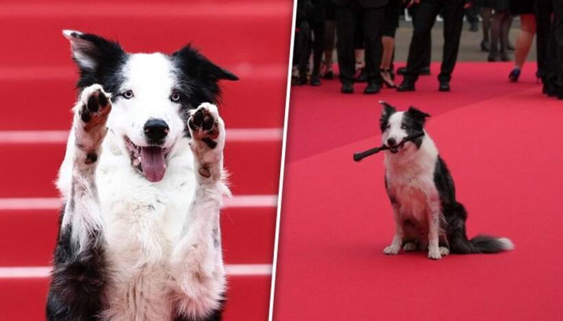 Cannes Film Festival 2024: Messi from 'Anatomy of a Fall' walk red carpet on four legs   WATCH