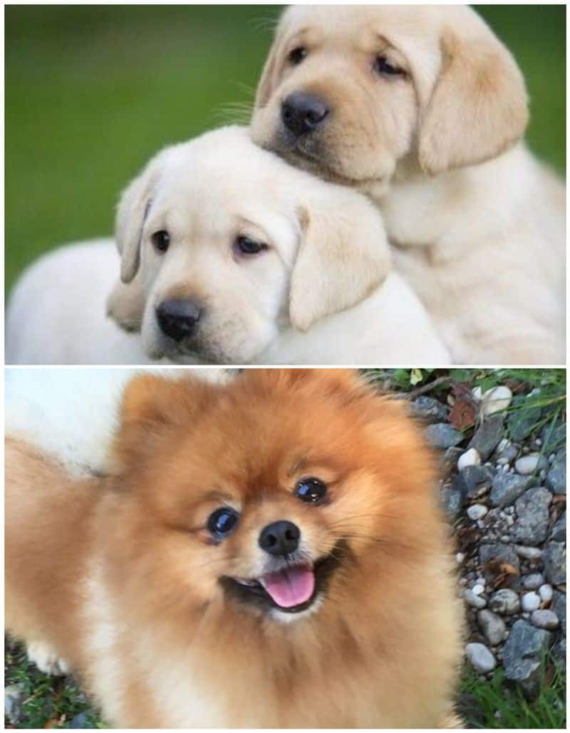 Labrador to Pomeranian: 7 Most adorable dog breeds in India RTM