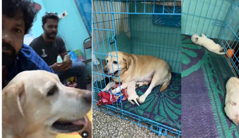 '777 Charlie' star dog becomes mother, Rakshit Shetty visits 6 newborn puppies in Mysuru (WATCH) vkp