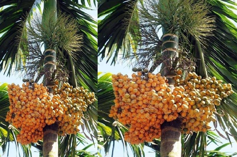 arecanut problem temperature increase in udupi due to summer gvd