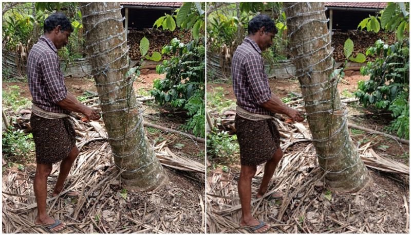 Barbed wire fence to protect coconut tree from wild elephants