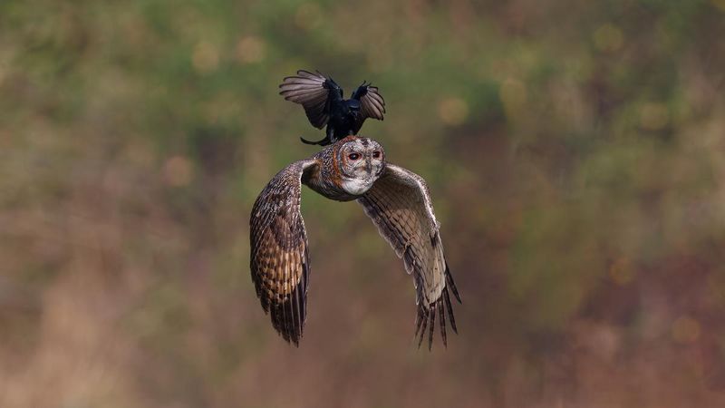 Telangana photographer Hari K. Patibanda gets international award in the wildlife category sgb