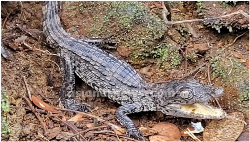 baby gharial found In residential area of athirappilly vettilappara