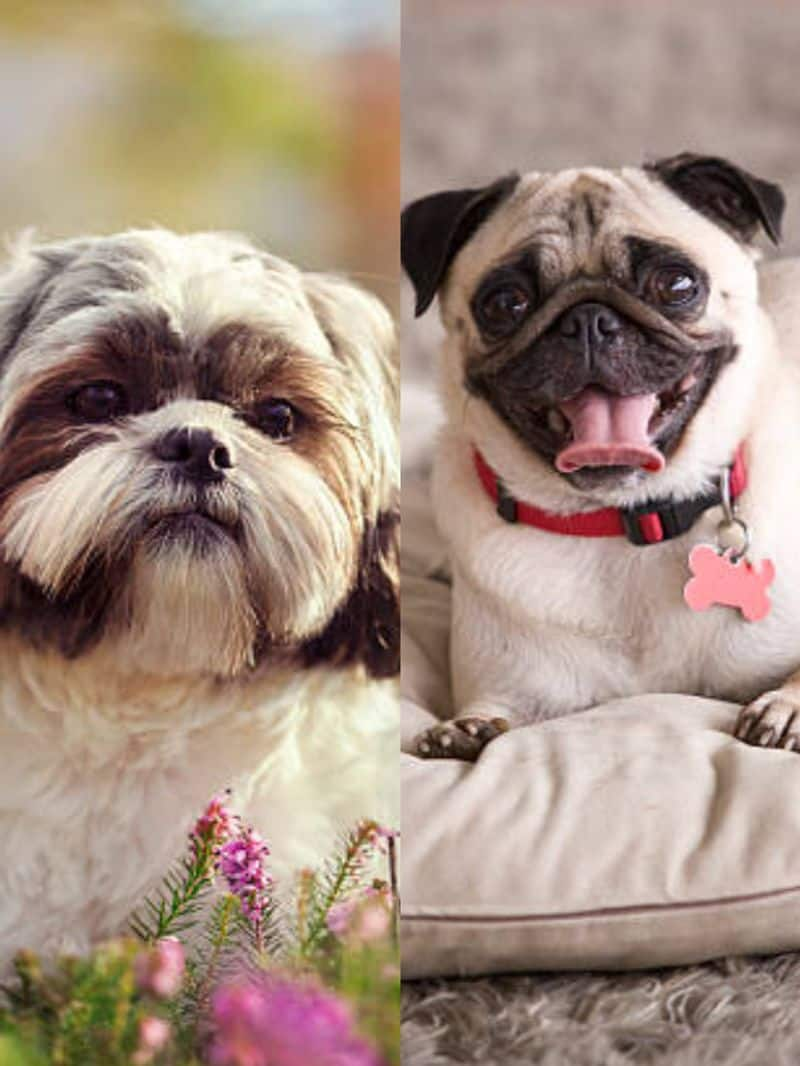 Shih Tzu to Pug: 8 dog breeds that are afraid of heights NTI