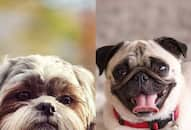 Shih Tzu to Pug: 8 dog breeds that are afraid of heights NTI