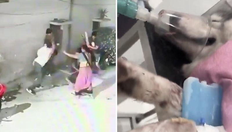 Hyderabad SHOCKER! Neighbour dispute escalates into brutal assault; man, his pet Husky left injured (WATCH) AJR