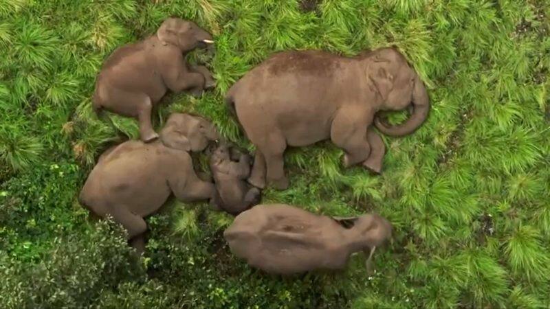 elephant family sleeps blissfully at Anamalai Tiger Reserve in Tamil Nadu vel