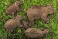 Heartwarming video: Baby elephant sleeps peacefully with family in Tamil Nadu Reserve, Sparks joy online RTM