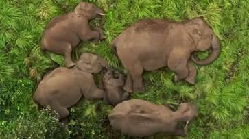 Heartwarming video: Baby elephant sleeps peacefully with family in Tamil Nadu Reserve, Sparks joy online RTM