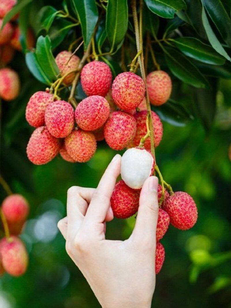 Weight loss to better immunity: 7 Reasons to eat litchi this summer RTM EAI