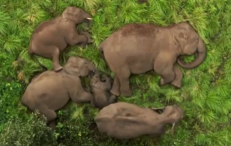 Wild Elephant Family provide Z security to Baby Elephant while naps in Tamil nadu Reserve Forest ckm