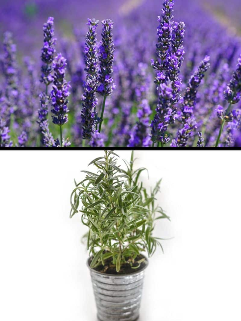 Lavender to Aloe Vera-7 plants for improving mental well-being RBA EAI